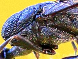 Gasteruption jaculator